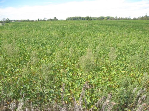 Property photo 2 - 110+/- Acres offered in 4 Tillable Tracts